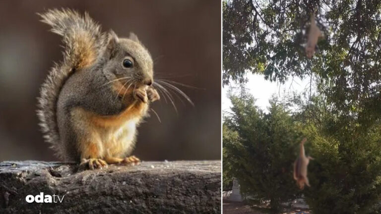 hayvana siddetin son kurbanlari sincaplar agaca asili bulundular 9QNGTbIs