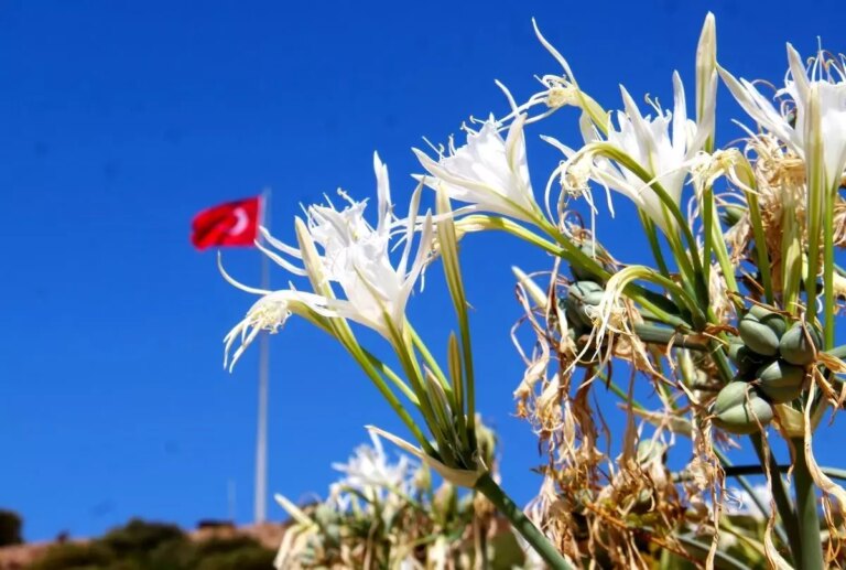 kum zambaklari tehdit altinda bilincsizlik ve insan baskisi sorunu rsVE4jU9