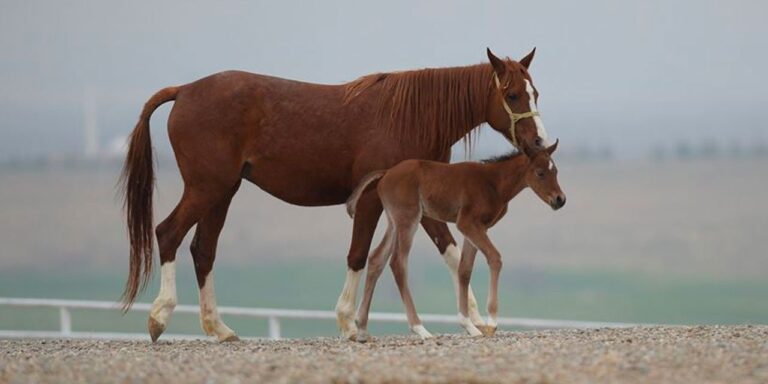 tigem 69 safkan arap kosu tayi satacak uBwh1H3m