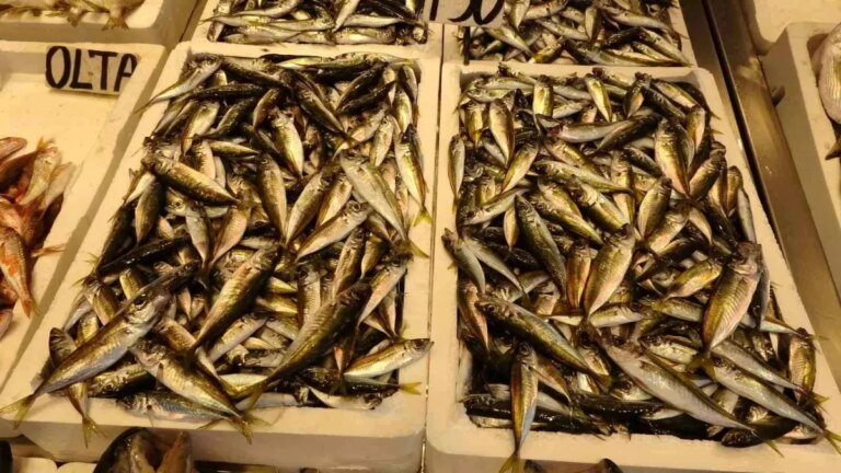 balikcilar av sezonuna istavritle basladi QFgHXktS