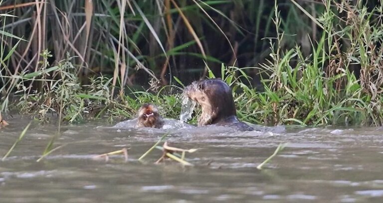 sinopta balikcilar nesli tukenmekte olan su samuruna balik ikram etti fqbMIwWl