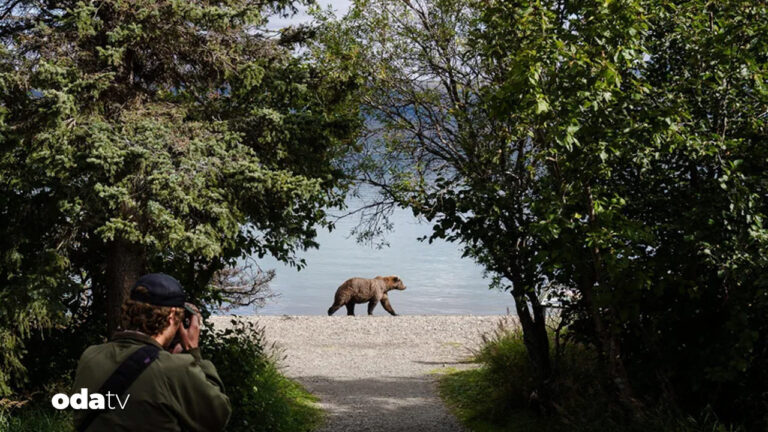 sisman ayi haftasi basladi alaska sampiyonunu ariyor uTBy8SJd