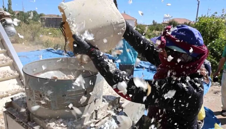 aksaray organik sarimsagi 2025 ekim sezonuna girdi b6wjvM7R