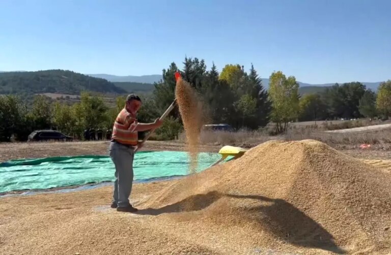 sinop pirinc uretiminde turkiyede 6 sirada MVtsRyCT