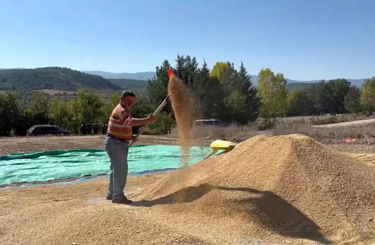 sinop pirinc uretiminde turkiyede 6 sirada MVtsRyCT