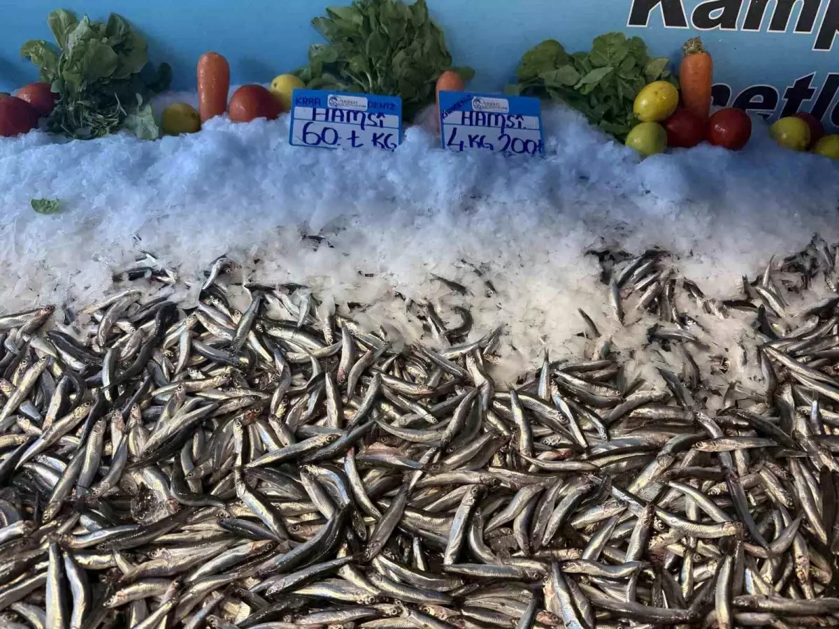 hamsinin fiyati dusmeye devam ediyor Qh1XFvKi.jpg