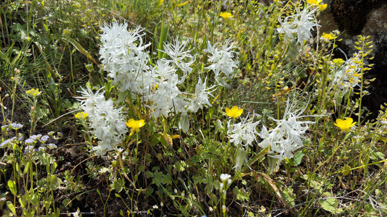 dunyada-sadece-ankarada-aciyor-gorenleri-hayran-birakan-zarif-mucize-yeniden-ortaya-cikti-XuF1XJvp